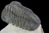 Bargain, Reedops Trilobite - Atchana, Morocco #92333-4